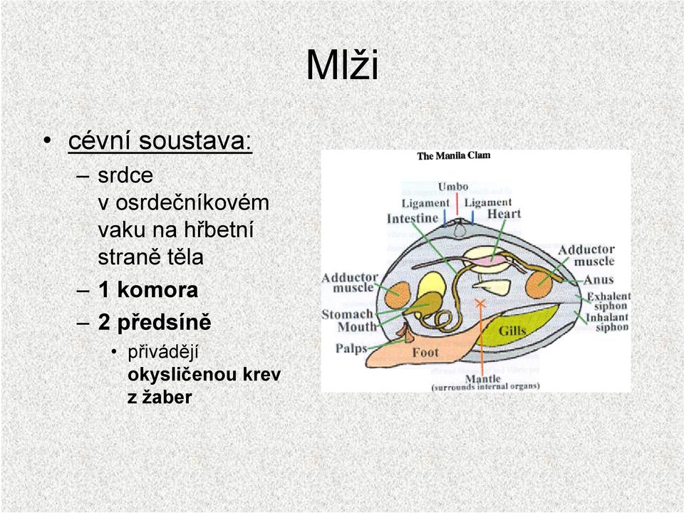 straně těla 1 komora 2