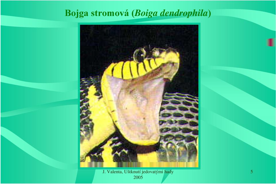 (Boiga
