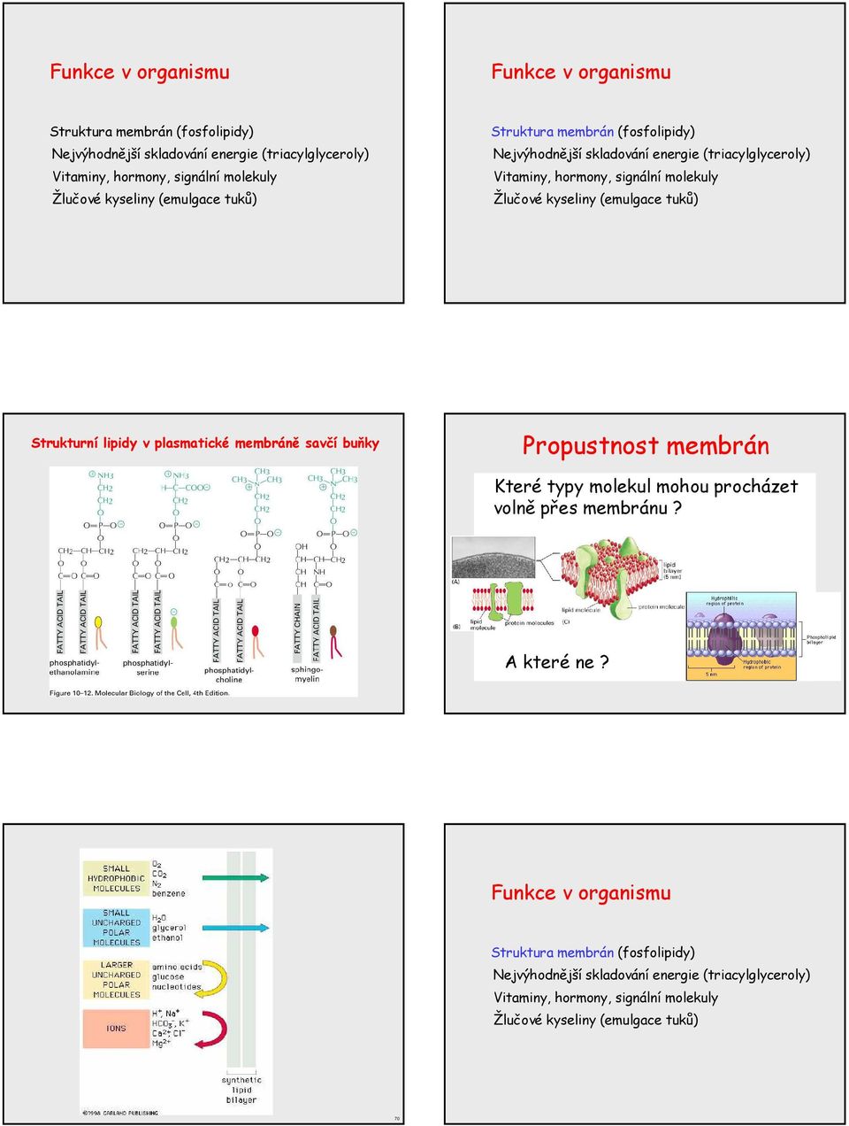 kyseliny (emulgace tuků) Strukturní lipidy v plasmatické membráně savčí buňky Propustnost membrán Které typy molekul mohou procházet volně přes membránu? A které ne?