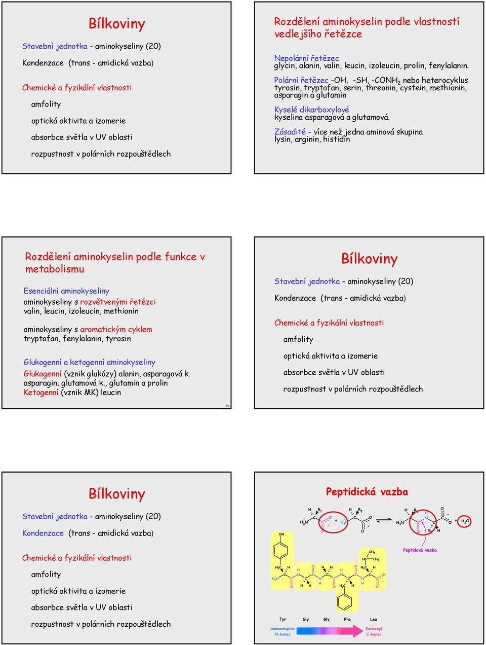 Polární řetězec, S, N nebo heterocyklus tyrosin, tryptofan, serin, threonin, cystein, methionin, asparagin a glutamin Kyselé dikarboxylové kyselina asparagová a glutamová.