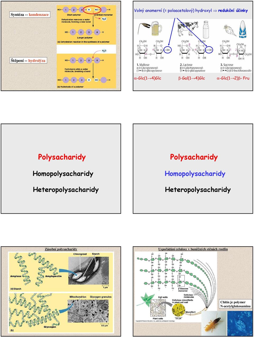 eteropolysacharidy Polysacharidy omopolysacharidy eteropolysacharidy Zásobní
