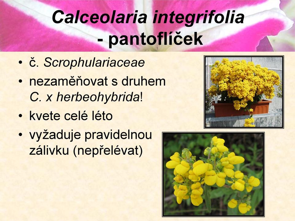 nezaměňovat s druhem C. x herbeohybrida!