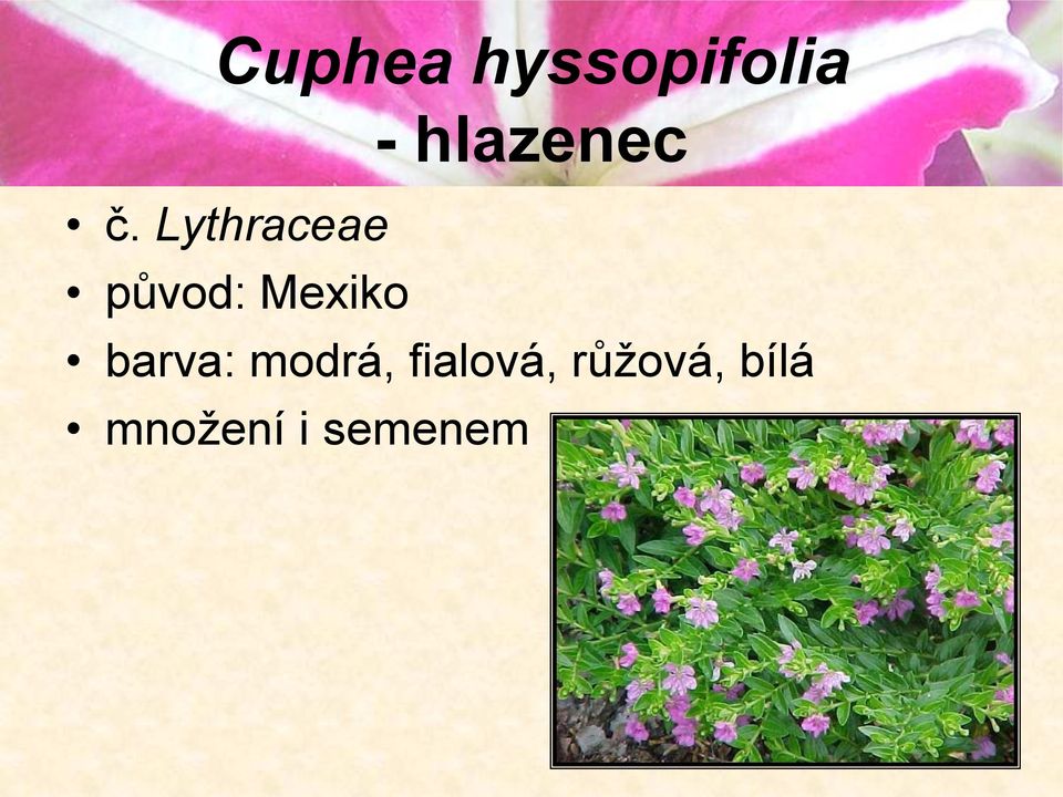 Lythraceae původ: Mexiko