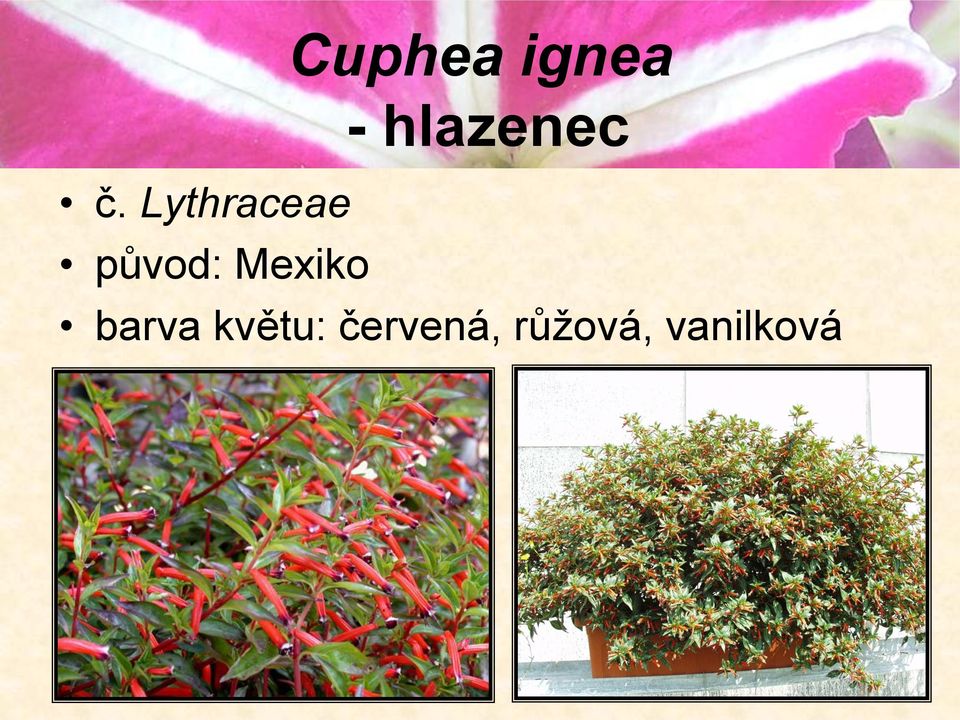 Lythraceae původ: