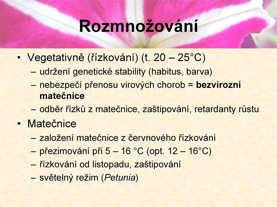 bezvirozní matečnice odběr řízků z matečnice, zaštipování, retardanty růstu Matečnice