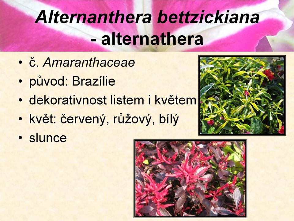 Amaranthaceae původ: Brazílie