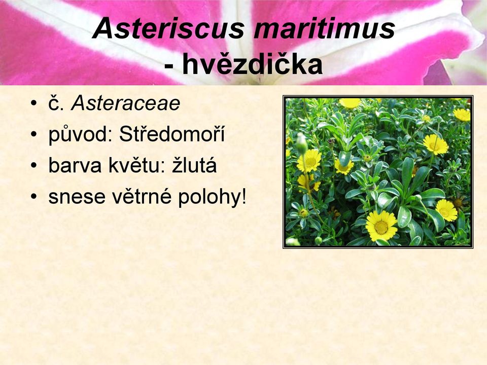 Asteraceae původ: