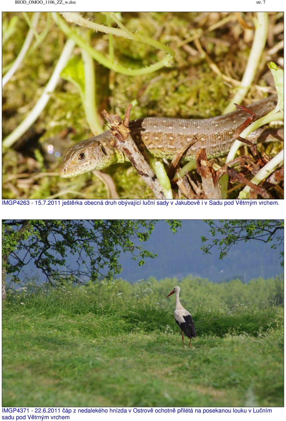 2011 ještěrka obecná druh obývající luční sady v Jakubově i v