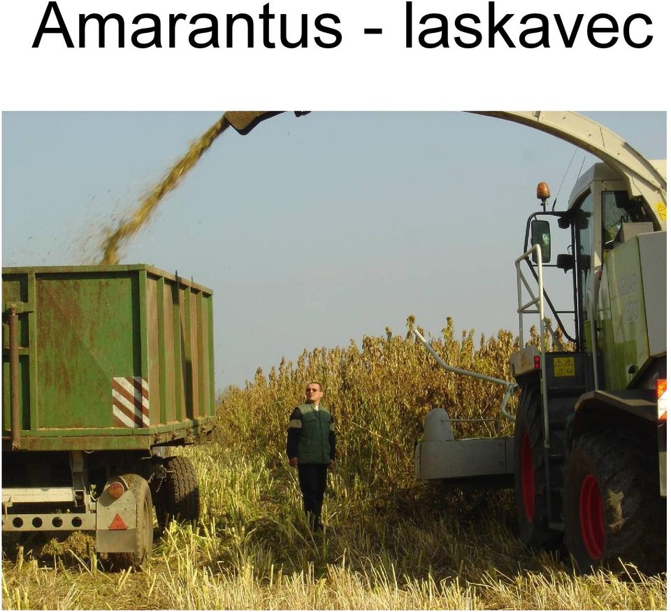 laskavec
