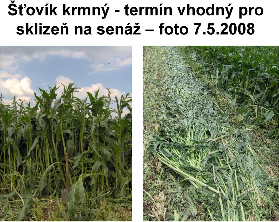 pro sklizeň na