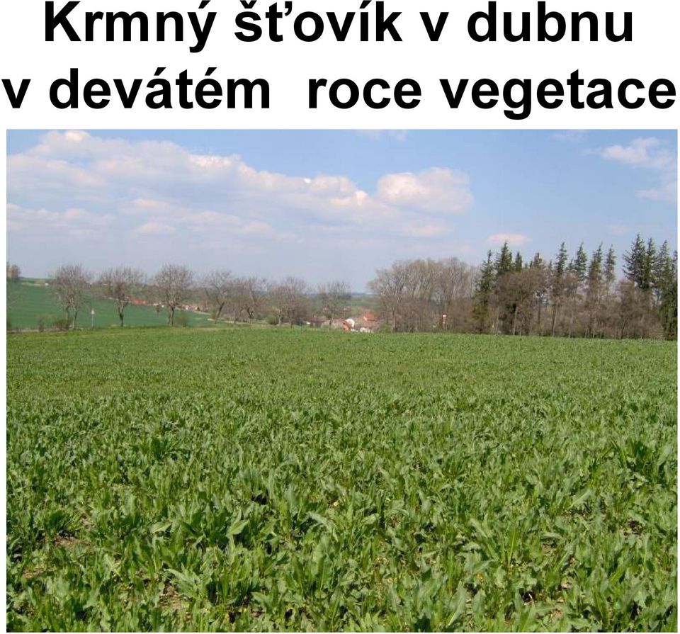 dubnu v