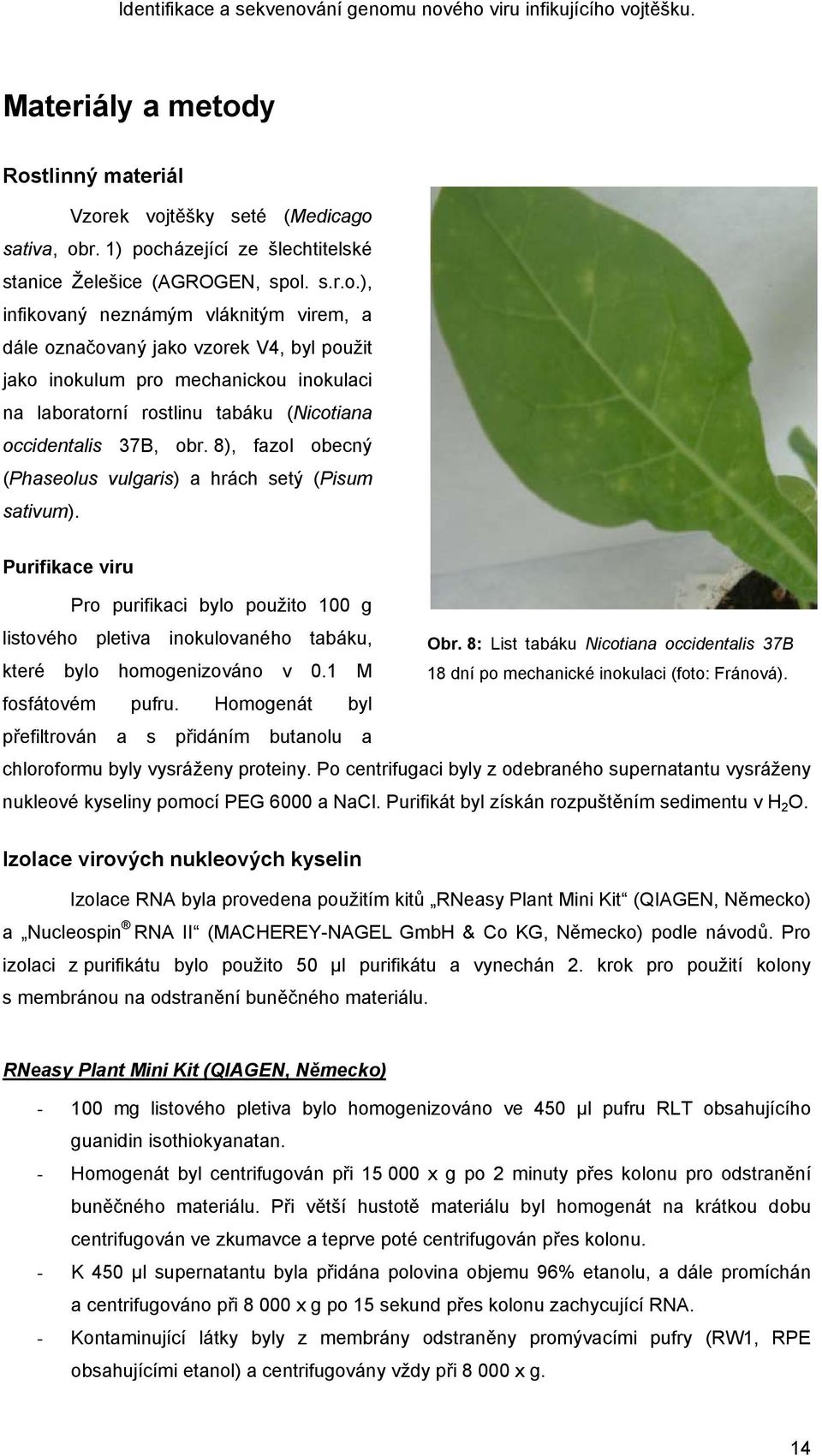 8), fazol obecný (Phaseolus vulgaris) a hrách setý (Pisum sativum). Purifikace viru Pro purifikaci bylo použito 100 g listového pletiva inokulovaného tabáku, Obr.