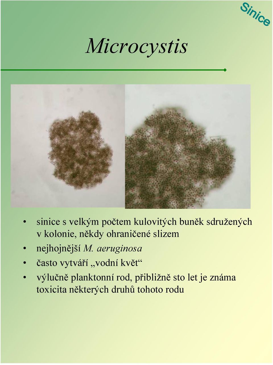 M. aeruginosa často vytváří vodní květ výlučně planktonní