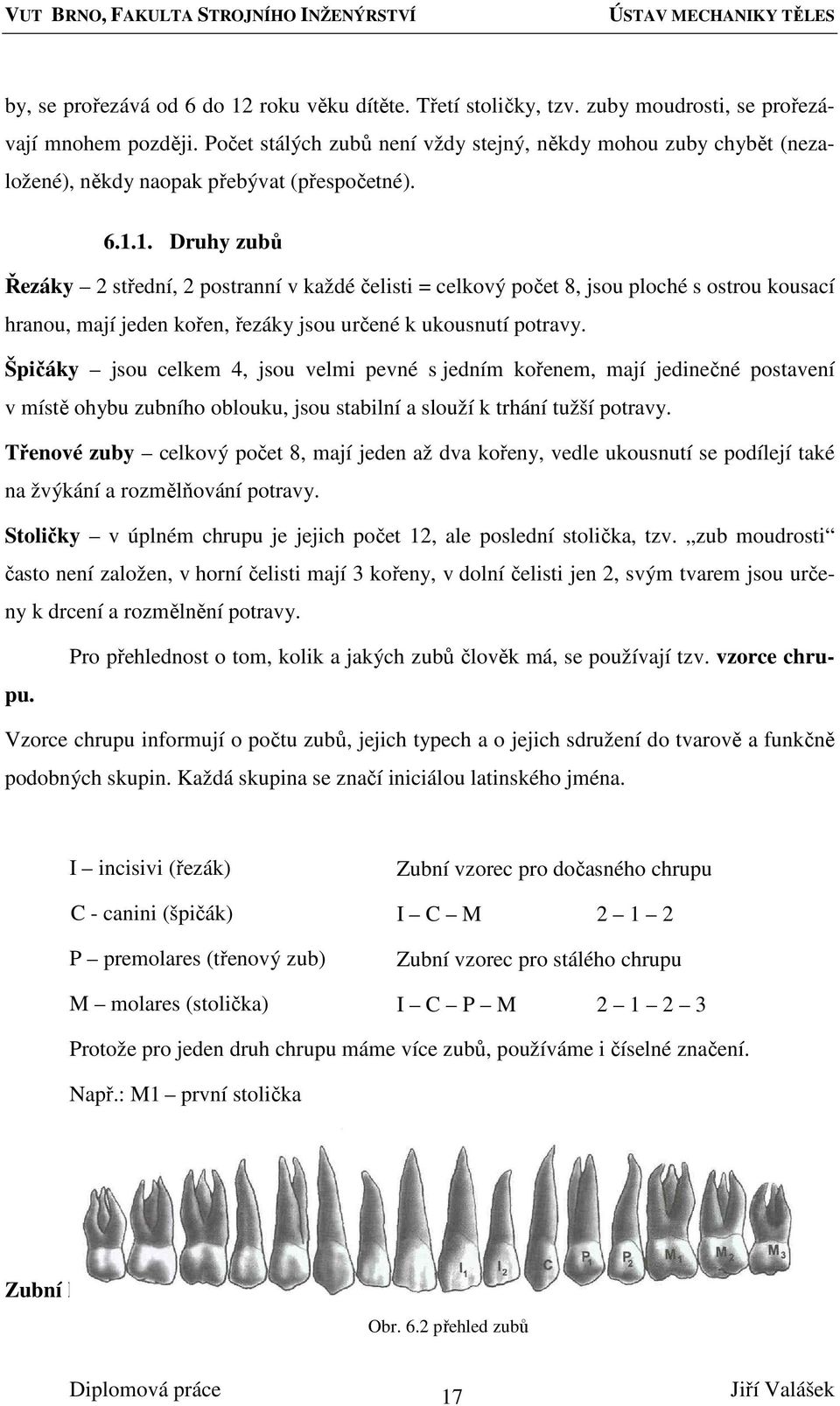 1. Druhy zubů Řezáky 2 střední, 2 postranní v každé čelisti = celkový počet 8, jsou ploché s ostrou kousací hranou, mají jeden kořen, řezáky jsou určené k ukousnutí potravy.