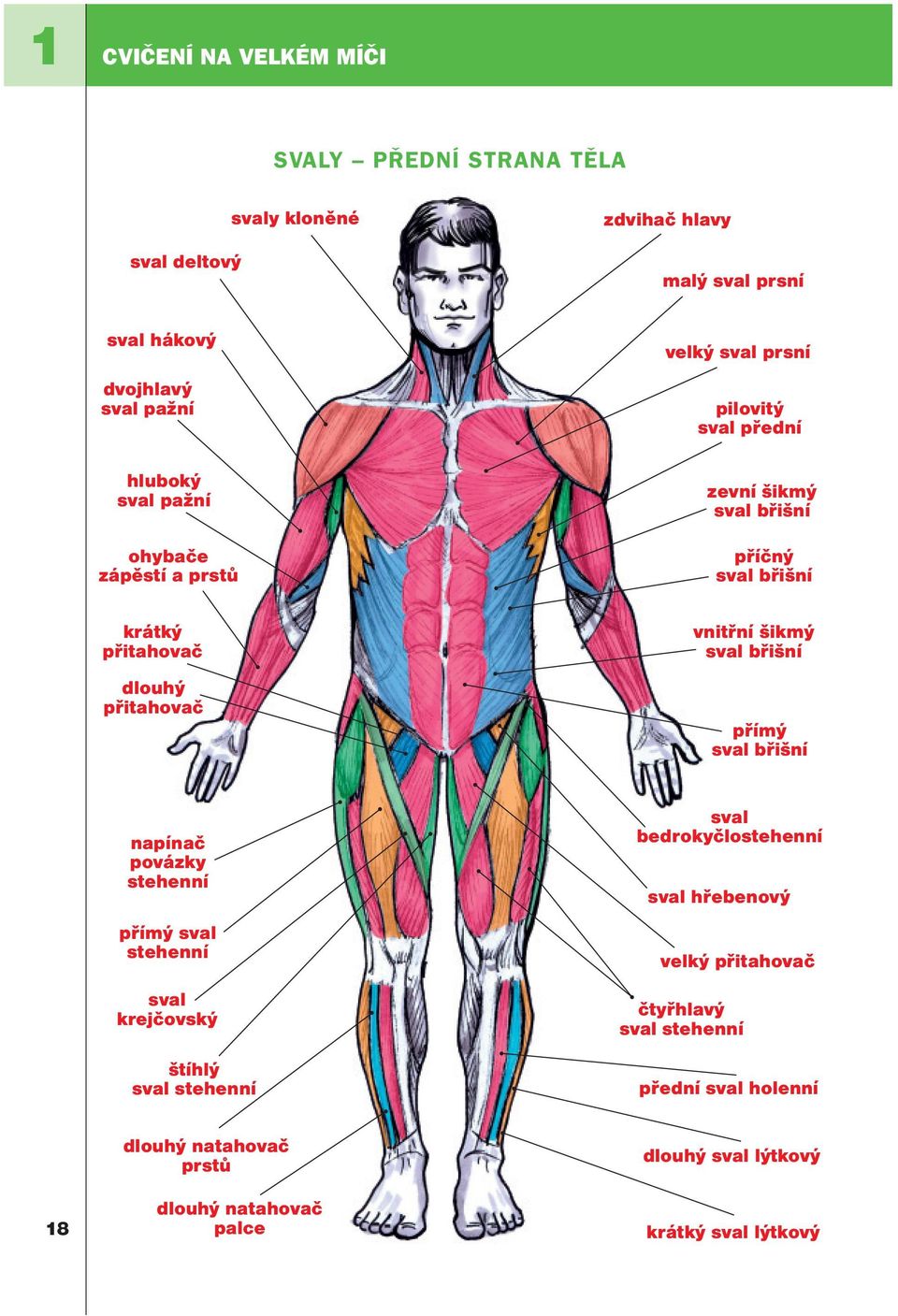 vnitřní šikmý sval břišní přímý sval břišní napínač povázky stehenní přímý sval stehenní sval krejčovský štíhlý sval stehenní sval bedrokyčlostehenní