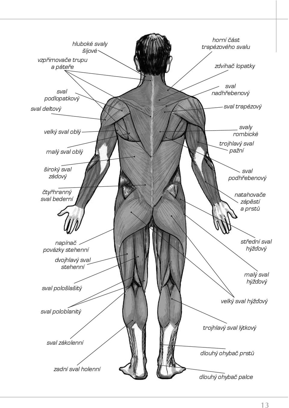 bederní sval podhřebenový natahovače zápěstí a prstů napínač povázky stehenní dvojhlavý sval stehenní sval pološlašitý sval poloblanitý střední