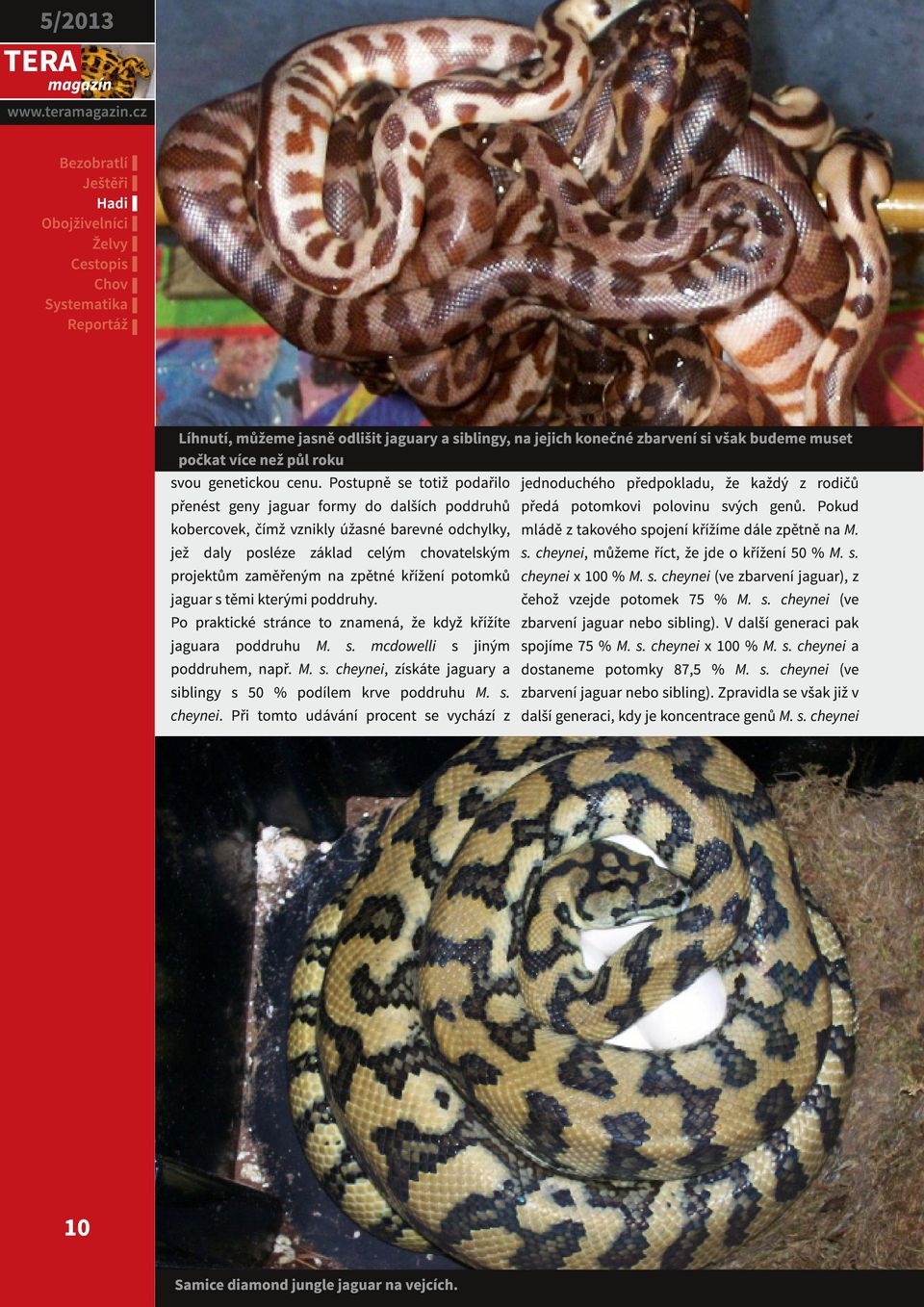 křížení potomků jaguar s těmi kterými poddruhy. Po praktické stránce to znamená, že když křížíte jaguara poddruhu M. s. mcdowelli s jiným poddruhem, např. M. s. cheynei, získáte jaguary a siblingy s 50 % podílem krve poddruhu M.
