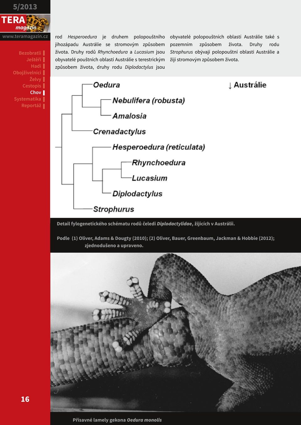 polopouštních oblastí Austrálie také s pozemním způsobem života. Druhy rodu Strophurus obývají polopouštní oblasti Austrálie a žijí stromovým způsobem života.