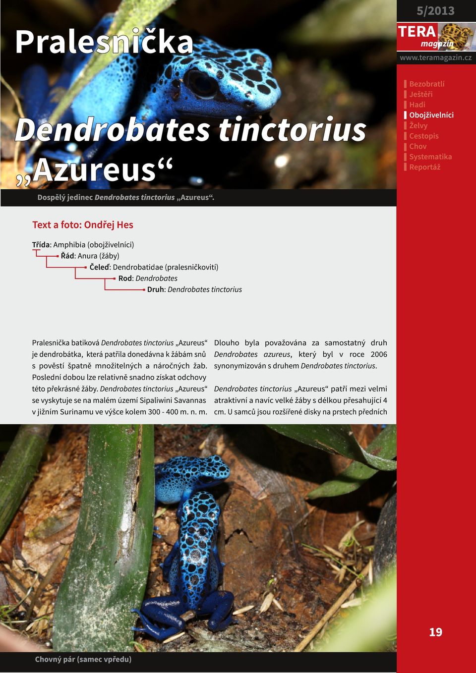 tinctorius Azureus je dendrobátka, která patřila donedávna k žábám snů s pověstí špatně množitelných a náročných žab. Poslední dobou lze relativně snadno získat odchovy této překrásné žáby.
