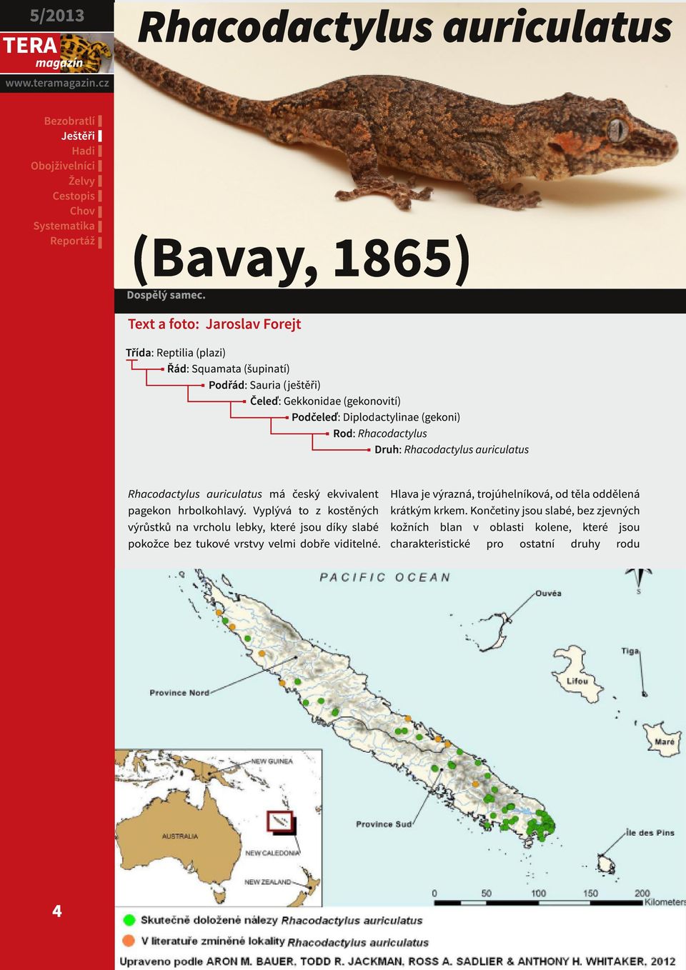 (gekoni) Rod : Rhacodactylus Druh : Rhacodactylus auriculatus Rhacodactylus auriculatus má český ekvivalent Hlava je výrazná, trojúhelníková, od těla oddělená