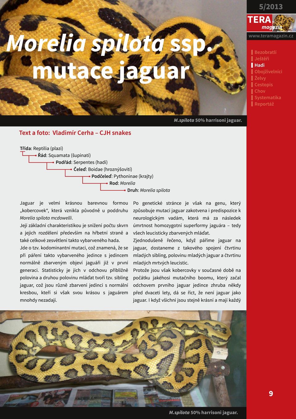 Morelia spilota Jaguar je velmi krásnou barevnou formou kobercovek, která vznikla původně u poddruhu Morelia spilota mcdowelli.