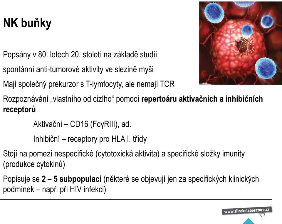 Rozpoznávání vlastního od cizího pomocí repertoáru aktivačních a inhibičních receptorů Aktivační CD16 (FcγRIII), ad.