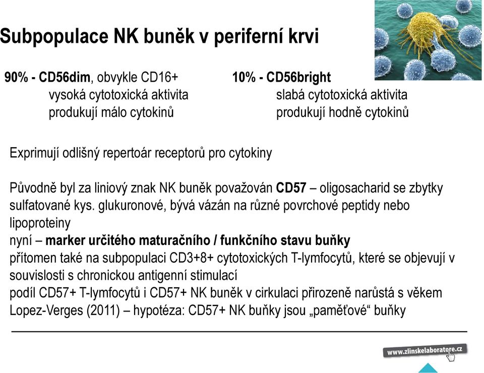 glukuronové, bývá vázán na různé povrchové peptidy nebo lipoproteiny nyní marker určitého maturačního / funkčního stavu buňky přítomen také na subpopulaci CD3+8+ cytotoxických