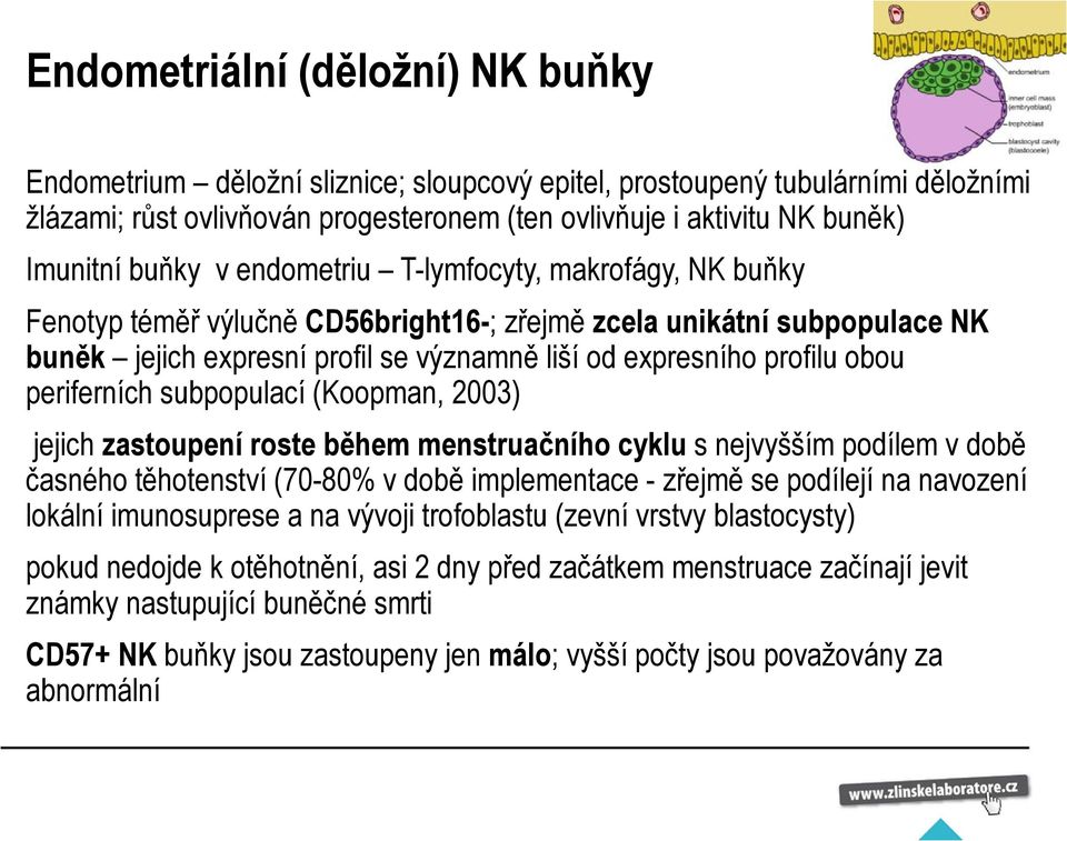 periferních subpopulací (Koopman, 2003) jejich zastoupení roste během menstruačního cyklu s nejvyšším podílem v době časného těhotenství (70-80% v době implementace - zřejmě se podílejí na navození