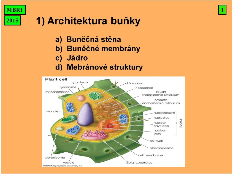 b) Buněčné membrány c)