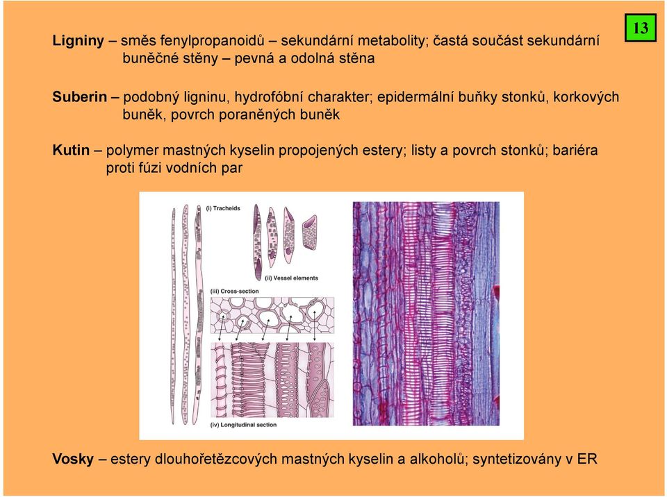 buněk, povrch poraněných buněk Kutin polymer mastných kyselin propojených estery; listy a povrch