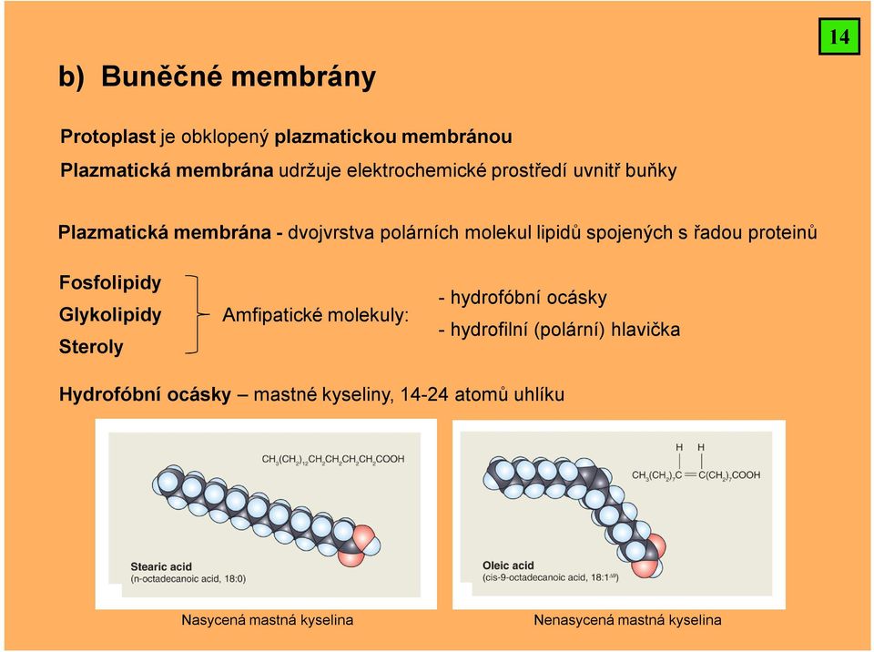 s řadou proteinů Fosfolipidy Glykolipidy Steroly Amfipatické molekuly: - hydrofóbní ocásky - hydrofilní