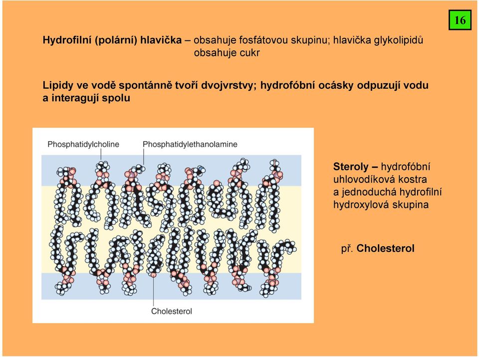 hydrofóbní ocásky odpuzují vodu a interagují spolu Steroly hydrofóbní
