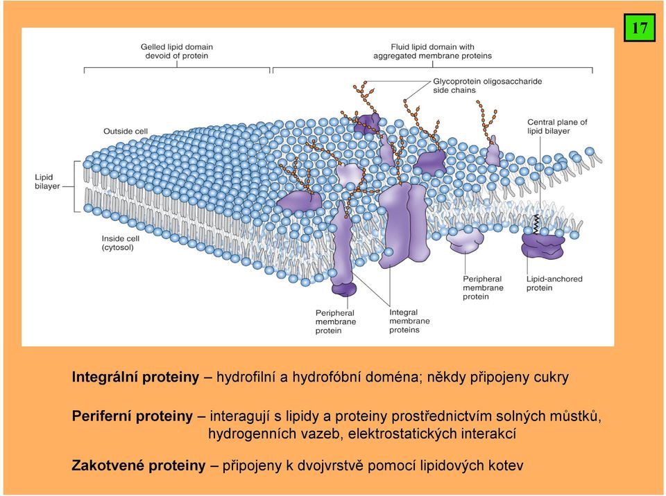 prostřednictvím solných můstků, hydrogenních vazeb,