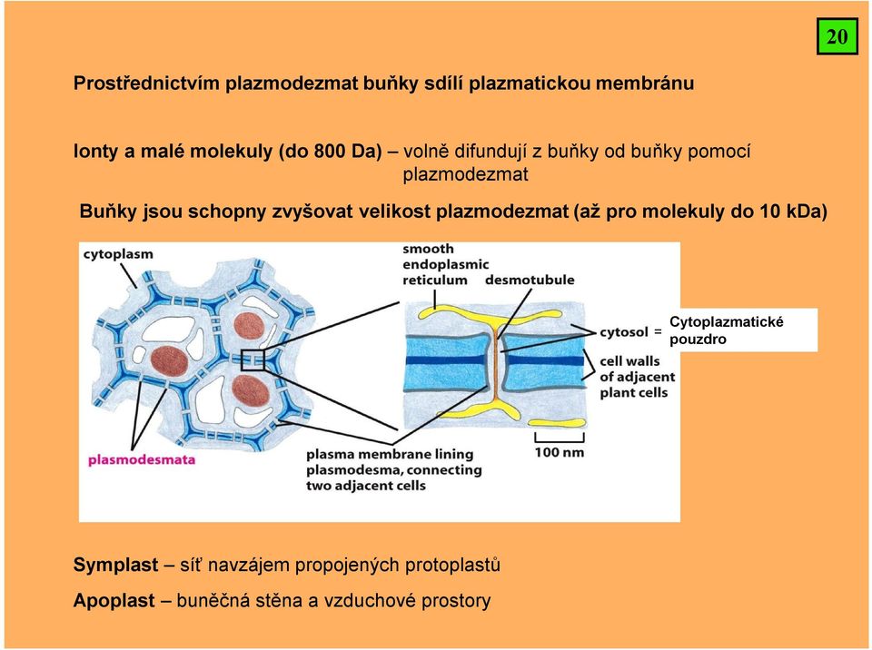 schopny zvyšovat velikost plazmodezmat (až pro molekuly do 10 kda) = Cytoplazmatické