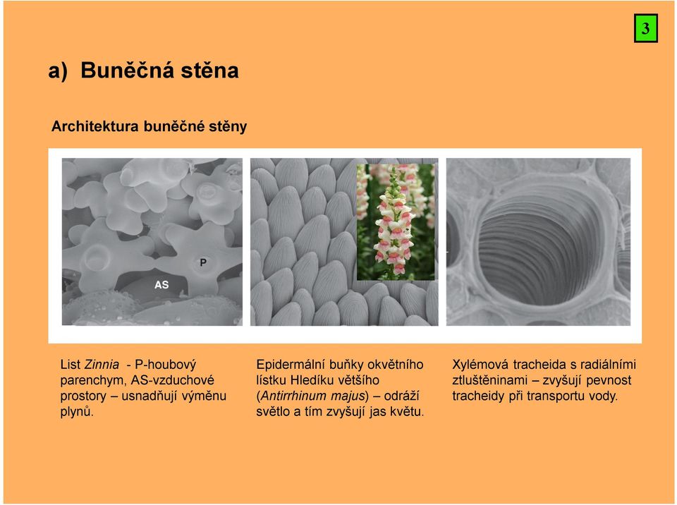Epidermální buňky okvětního lístku Hledíku většího (Antirrhinum majus) odráží