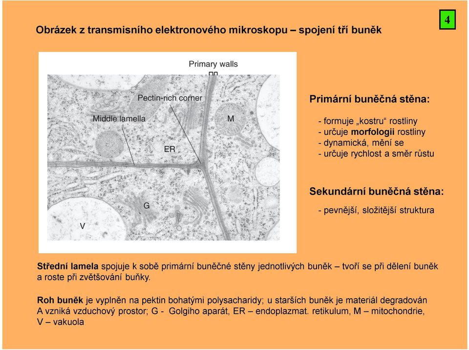 sobě primární buněčné stěny jednotlivých buněk tvoří se při dělení buněk a roste při zvětšování buňky.