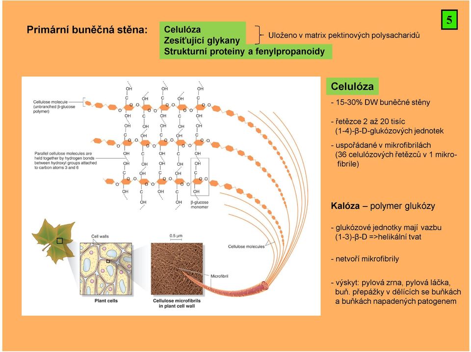 mikrofibrilách (36 celulózových řetězců v 1 mikrofibrile) Kalóza polymer glukózy - glukózové jednotky mají vazbu (1-3)-β-D