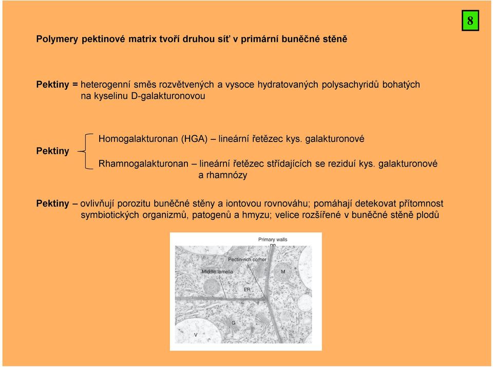galakturonové Rhamnogalakturonan lineární řetězec střídajících se reziduí kys.