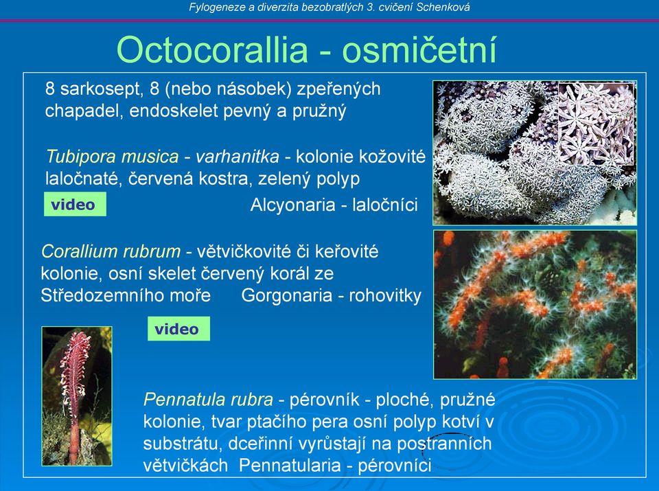 či keřovité kolonie, osní skelet červený korál ze Středozemního moře Gorgonaria - rohovitky Pennatula rubra - pérovník -