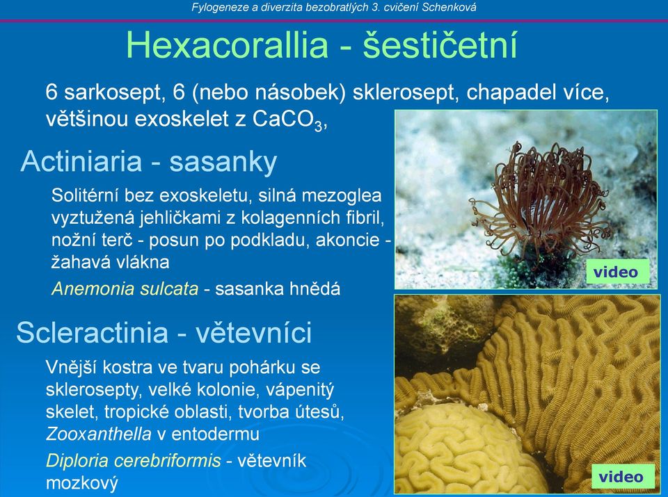 akoncie - žahavá vlákna Anemonia sulcata - sasanka hnědá Scleractinia - větevníci Vnější kostra ve tvaru pohárku se