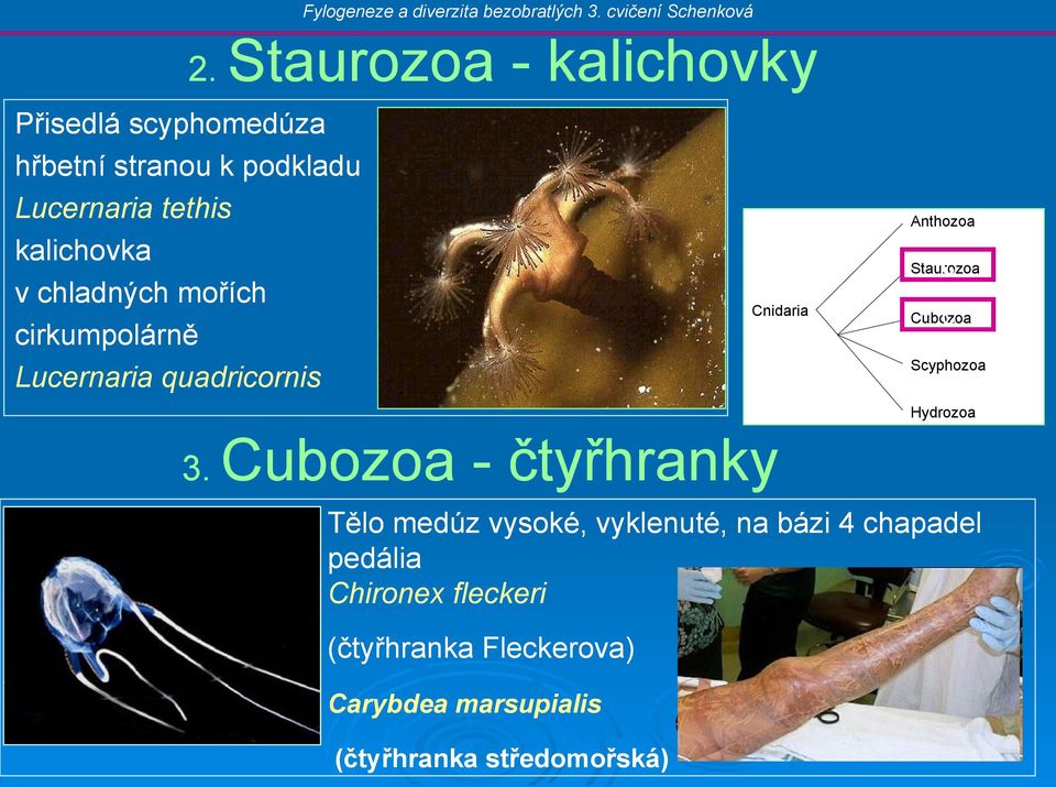 c Cubozoa Scyphozoa Hydrozoa 3.