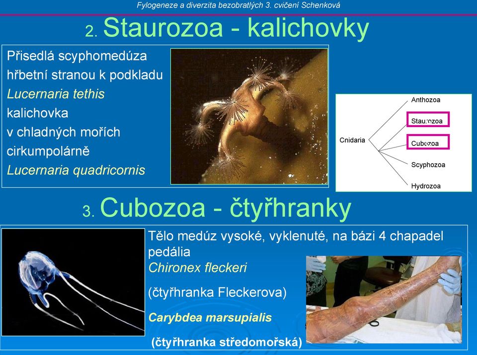 c Cubozoa Scyphozoa Hydrozoa 3.
