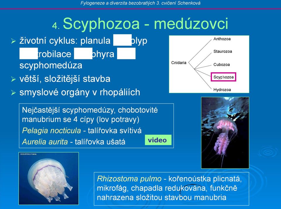 nocticula - talířovka svítivá Aurelia aurita - talířovka ušatá Cnidaria Anthozoa Staurozoa Cubozoa c Scyphozoa