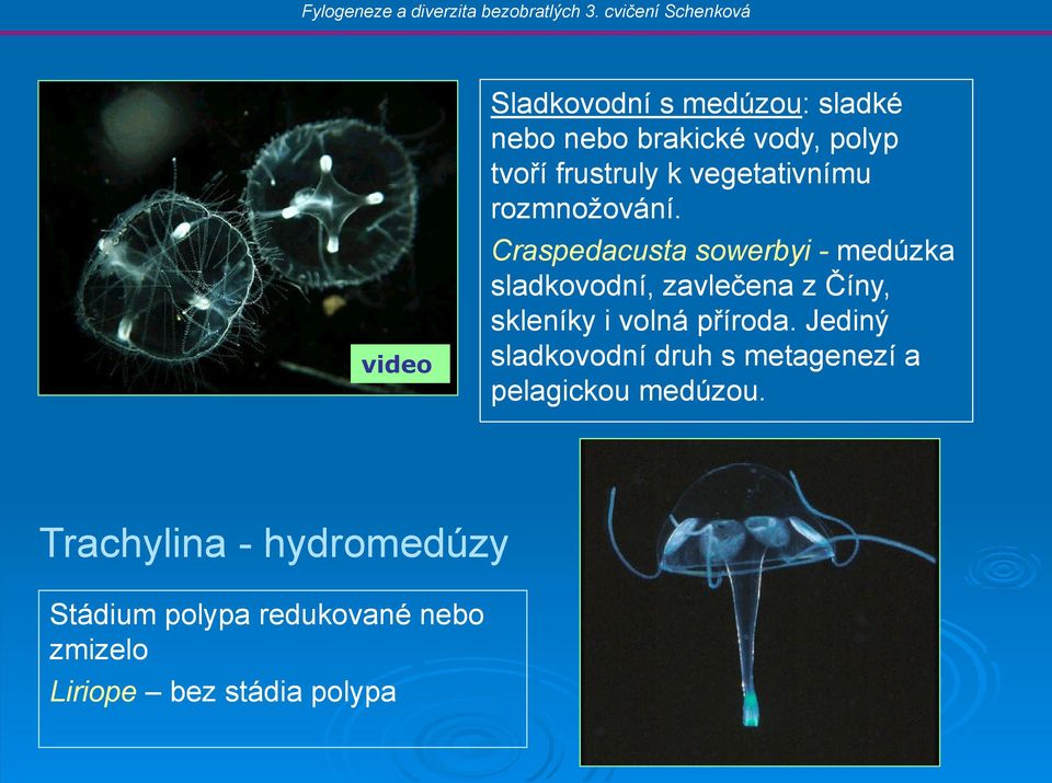 Craspedacusta sowerbyi - medúzka sladkovodní, zavlečena z Číny, skleníky i volná