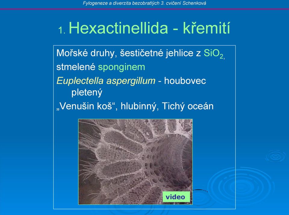 sponginem Euplectella aspergillum -