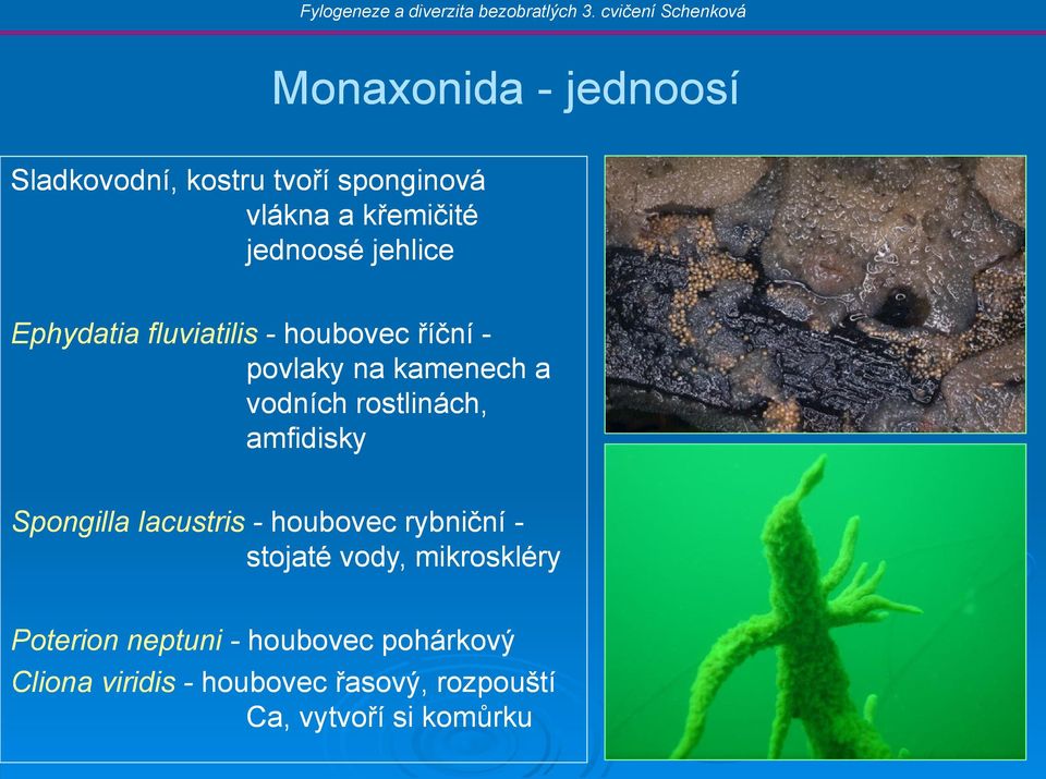 rostlinách, amfidisky Spongilla lacustris - houbovec rybniční - stojaté vody, mikroskléry