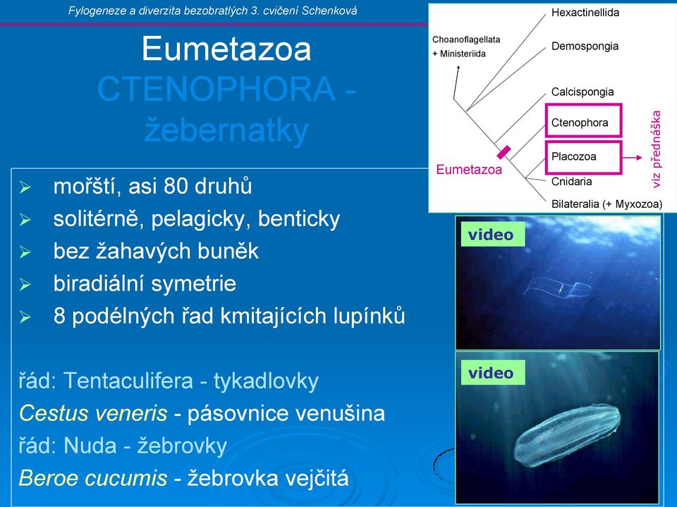 buněk biradiální symetrie 8 podélných řad kmitajících lupínků Choanoflagellata + Ministeriida Eumetazoa Hexactinellida