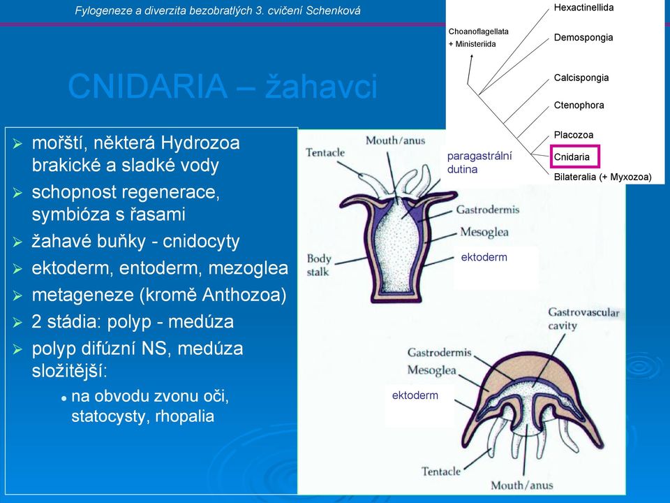 ektoderm, entoderm, mezoglea metageneze (kromě Anthozoa) 2 stádia: polyp - medúza polyp difúzní NS, medúza