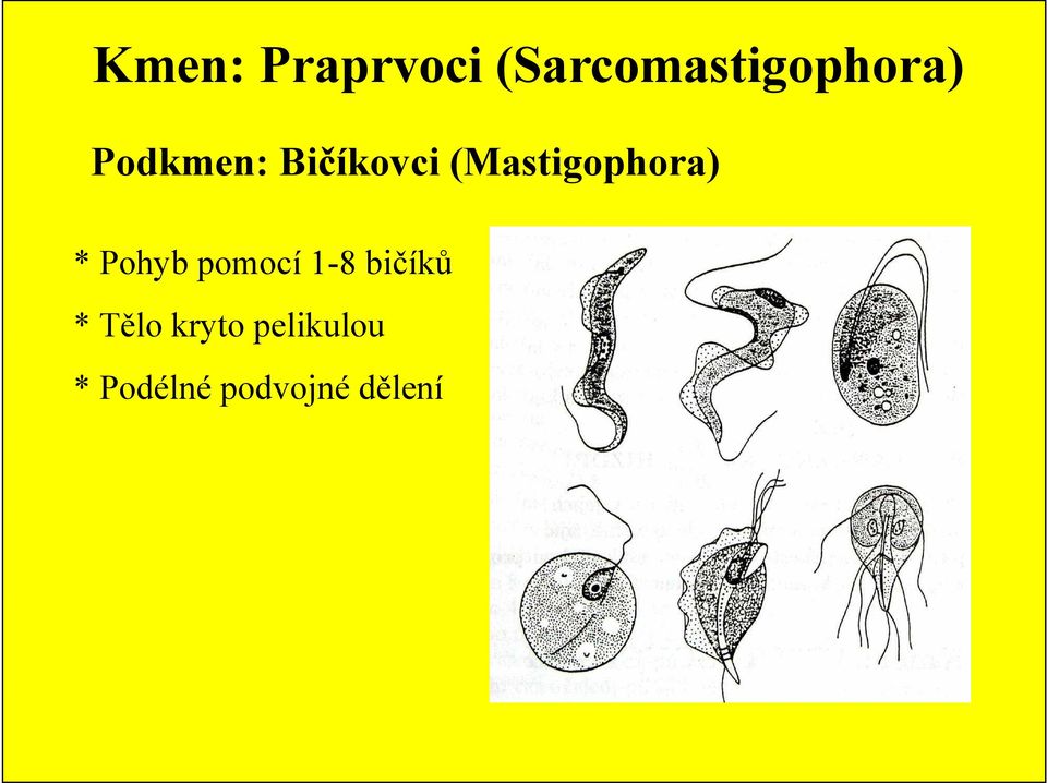 Pohyb pomocí 1-8 bičíků * Tělo