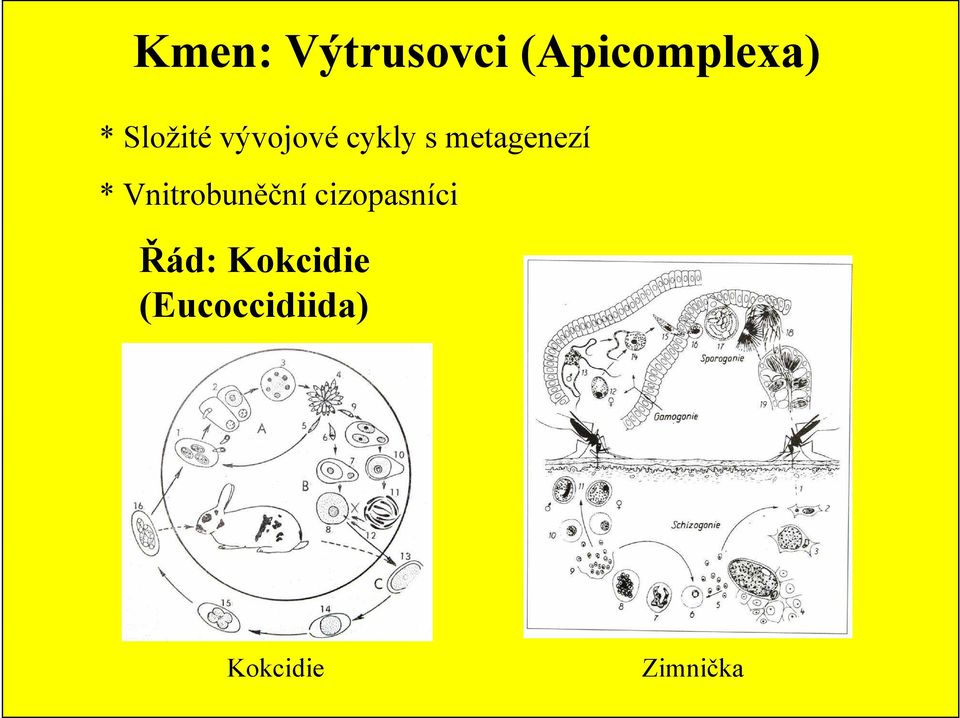 * Vnitrobuněční cizopasníci Řád: